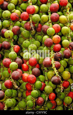 Coda di pesce palm (Caryota mitis), frutta, trovati in Asia, Hamm, Renania settentrionale-Vestfalia Foto Stock