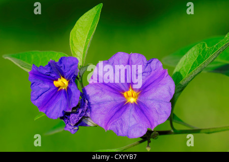 Patata blu boccola o Paraguay Nightshade (Solanum rantonnetii), fiori e piante ornamentali, pianta di giardino Foto Stock