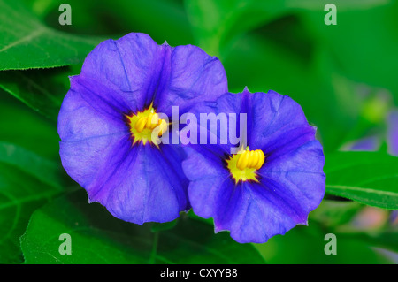 Patata blu boccola o Paraguay Nightshade (Solanum rantonnetii), fiori e piante ornamentali, pianta di giardino Foto Stock