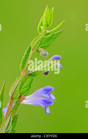 Zucchetto comune, Marsh zucchetto o incappucciati zucchetto (Scutellaria galericulata), Renania settentrionale-Vestfalia Foto Stock