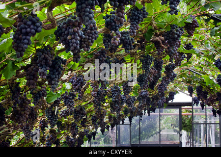 Uve da tavola (Vitis vinifera) cresce sulle vite in serra in Flemish Brabant, Fiandre, in Belgio Foto Stock