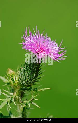 Spear Thistle (Cirsium vulgare, Cirsium lanceolatum), fioritura, Renania settentrionale-Vestfalia Foto Stock