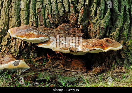 Artista del fungo o della staffa laccato (Ganoderma applanatum, Ganoderma lipsiense), Renania settentrionale-Vestfalia Foto Stock