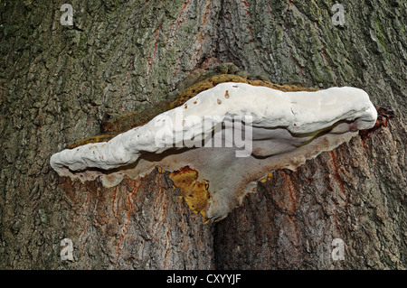 Staffa del sud (Ganoderma adspersum, Ganoderma australe, Ganoderma europaeum), Renania settentrionale-Vestfalia Foto Stock