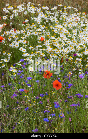 Coloratissimi fiori selvaggi che mostra il papavero, mayweed e cornflowers in prato in primavera Foto Stock