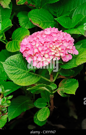 Bigleaf Hydrangea, Lacecap Hydrangea, Mophead Hydrangea, Penny Mac o Hortensia (Hydrangea macrophylla) Foto Stock