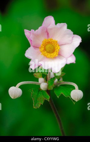 In cinese o giapponese anemone, thimbleweed o windflower (Anemone hupehensis) Foto Stock