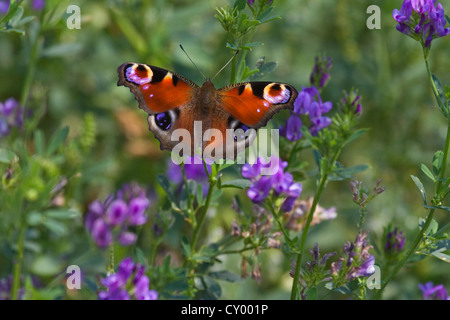 Unione farfalla pavone (Aglais io / Inachis io) sui fiori selvatici in Prato Foto Stock