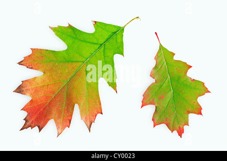 Il nord di quercia rossa o Champion quercia (Quercus rubra) le foglie in autunno Foto Stock