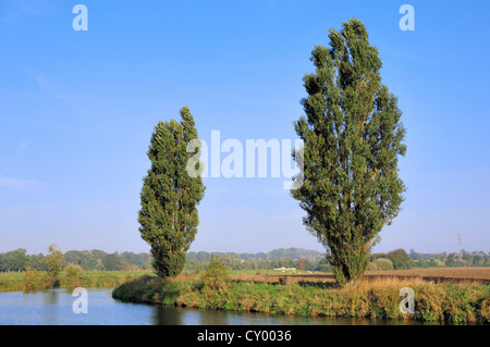 Pioppi Cipressini (Populus nigra var. italica) accanto al fiume Lippe, Renania settentrionale-Vestfalia Foto Stock