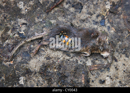 Seppellimento di beetle (Nicrophorus vespillo) alimentazione sui morti megera Foto Stock