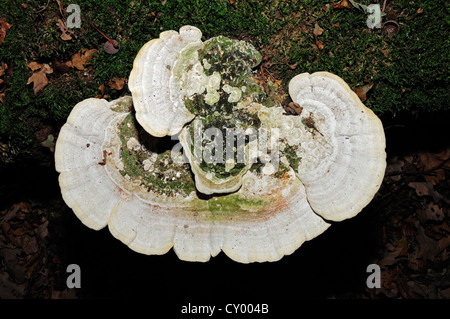 Staffa bitorzoluto (Trametes gibbosa), Renania settentrionale-Vestfalia Foto Stock