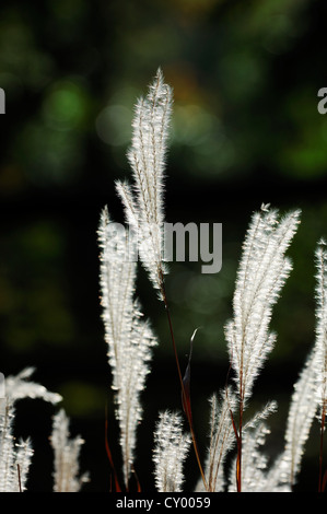 Miscanto (miscanthus sinensis) con retroilluminazione Foto Stock