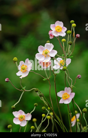 Anemone giapponese o Thimbleweed (Anemone hupehensis) Foto Stock