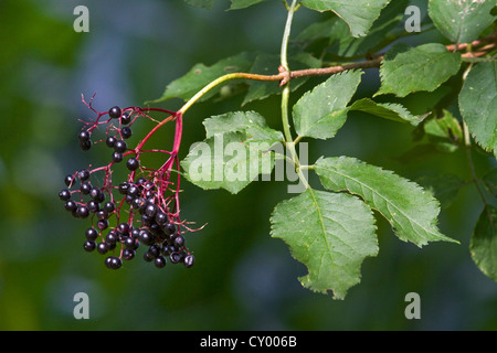 Bacche e foglie di sambuco nero / comune elder / Europea di bacche di sambuco (Sambucus nigra) Foto Stock