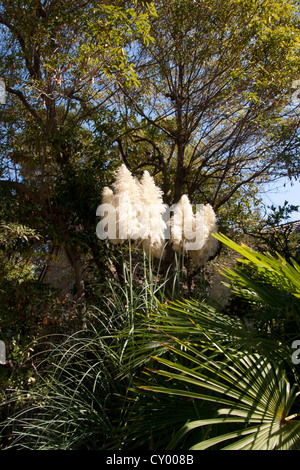 Foto di vari gambi di erba Pampas contro uno sfondo di alberi. Foto Stock