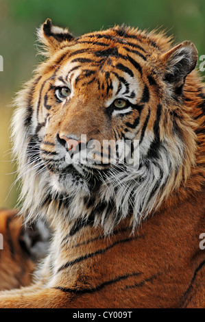 La tigre di Sumatra (Panthera tigris sumatrae), ritratto, il verificarsi di Sumatra, Indonesia, captive, Germania Foto Stock