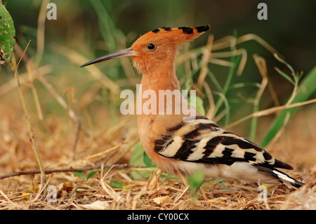 Comune di Upupa (Upupa epops), di Keoladeo Ghana National Park, Rajasthan, India, Asia Foto Stock