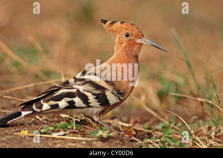 Comune di Upupa (Upupa epops), di Keoladeo Ghana National Park, Rajasthan, India, Asia Foto Stock