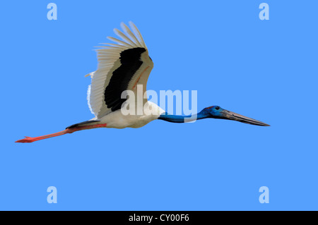 Nero-colli (Stork Ephippiorhynchus asiaticus, Xenorhynchus asiaticus), di Keoladeo Ghana National Park, Rajasthan, India, Asia Foto Stock