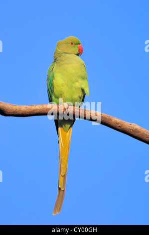 Anello indiano a collo di parrocchetto o rosa-inanellati parrocchetto (Psittacula krameri manillensis), femmina, Keoladeo Ghana Parco Nazionale Foto Stock