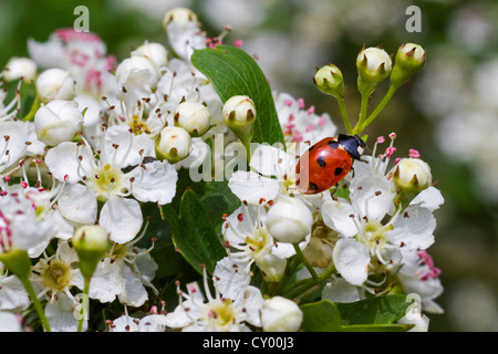 Sette-spot ladybird / sette-spotted ladybug (Coccinella septempunctata) su fioritura biancospino in primavera, Belgio Foto Stock