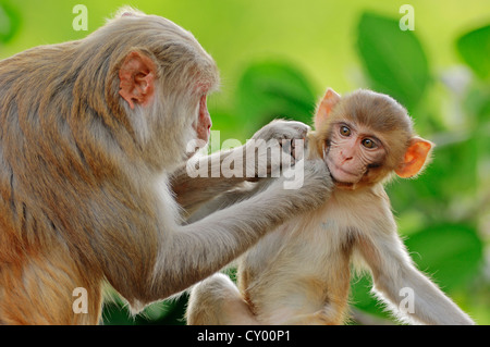 Scimmia Rhesus o macaco (macaca mulatta), femmina con giovani, Keoladeo Ghana National Park, Rajasthan, India, Asia Foto Stock