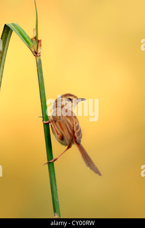 Plain Prinia o bianco-browed Wren-Warbler (Prinia inornata), di Keoladeo Ghana National Park, Rajasthan, India, Asia Foto Stock