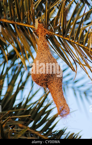 Nido del Baya Weaver (Ploceus philippinus, Loxia philippina), di Keoladeo Ghana National Park, Rajasthan, India, Asia Foto Stock