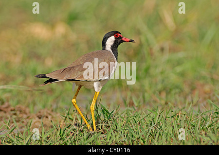 Rosso-wattled Pavoncella (Vanellus indicus), di Keoladeo Ghana National Park, Rajasthan, India, Asia Foto Stock
