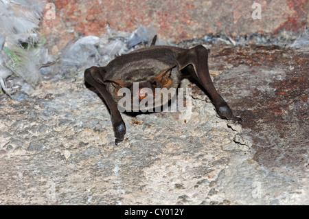 Nero-barbuto tomba Bat (Taphozous melanopogon), Rajasthan, India, Asia Foto Stock