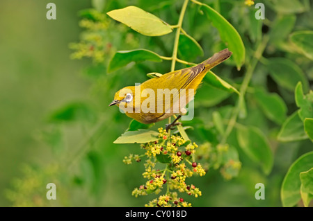 Oriental bianco-eye (Zosterops palpebrosus), di Keoladeo Ghana National Park, Rajasthan, India, Asia Foto Stock