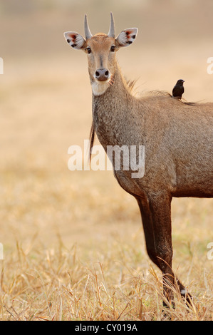 Nilgai o Nilgau antilope (Boselaphus tragocamelus), maschio, con un nero Drongo (Dicrurus macrocercus) sul retro Foto Stock