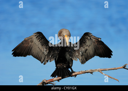 Double-crested cormorano (Phalacrocorax auritus) essiccare le sue piume, Sanibel Island, Florida, Stati Uniti d'America Foto Stock
