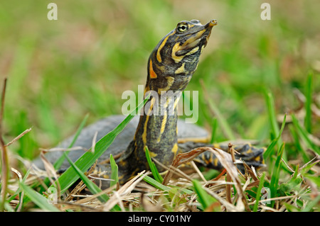 Florida Softshell Turtle (Apalone ferox, Trionyx ferox), i capretti Everglades National Park, Florida, Stati Uniti d'America Foto Stock