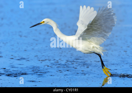 Snowy Garzetta (Egretta thuja), in volo, Sanibel Island, Florida, Stati Uniti d'America Foto Stock