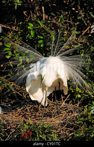 Airone bianco maggiore o grande airone bianco (Casmerodius Albus, Egretta alba), visualizzazione sul nido, Florida, Stati Uniti d'America Foto Stock