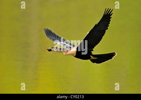 Anhinga o American Darter (Anhinga anhinga), femmina in volo, Florida, Stati Uniti d'America Foto Stock