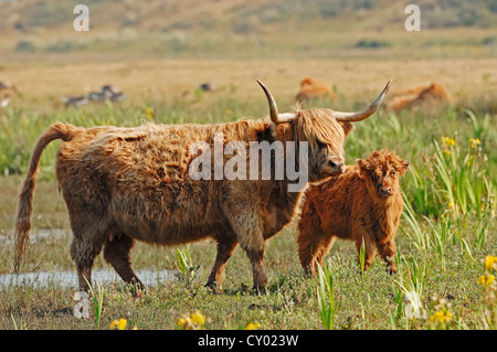 Highland scozzesi bovini (Bos primigenius f. taurus), mucca con vitello di Texel, Paesi Bassi, Europa Foto Stock