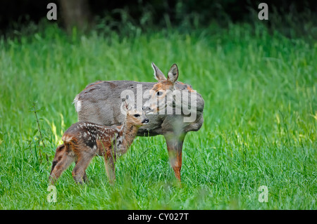 Il capriolo (Capreolus capreolus), doe con capretta, Renania settentrionale-Vestfalia Foto Stock