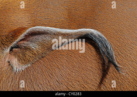 Orecchio di un fiume Rosso Hog (Potamochoerus porcus pictus), in cattività Foto Stock
