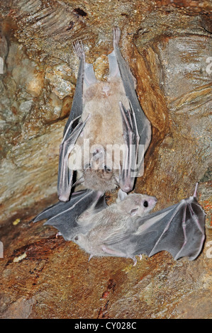 Frutta egiziana Bat o Roussette egiziano (Rousettus aegyptiacus) con i capretti, nativo di Africa e la penisola arabica Foto Stock
