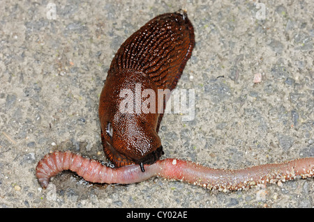 Slug portoghese o spagnolo Slug (Arion lusitanicus, Arion vulgaris) alimentazione su comuni lombrico (Lombrico terrestris) Foto Stock