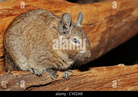 Degu comune (Octodon degus), originario del Sud America, in cattività, Bergkamen, Renania settentrionale-Vestfalia Foto Stock