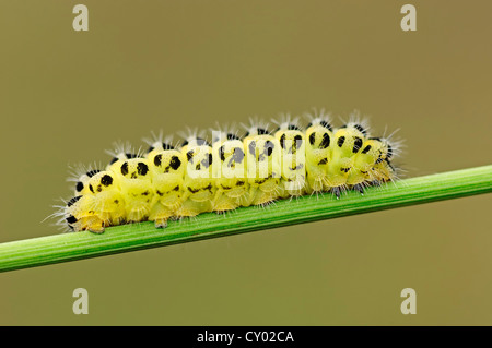 Caterpillar di sei Spotted Burnett (falena Zygaena filipendula), Texel, Paesi Bassi, Europa Foto Stock