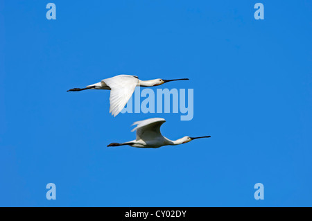 Eurasian spatole o comuni o le spatole (Platalea leucorodia) in volo, Texel, Paesi Bassi, Europa Foto Stock