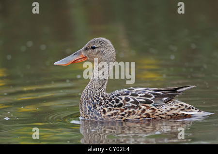 Northern mestolone, mestolone (Anas clypeata), femmina, Texel, Paesi Bassi, Europa Foto Stock