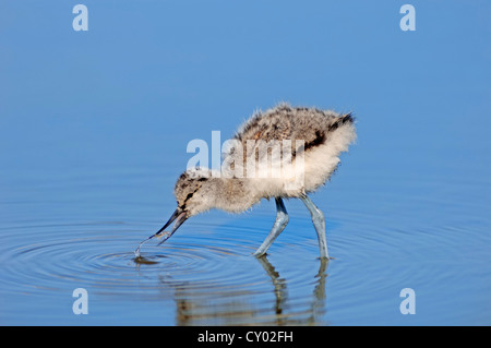 Pied avocet (Recurvirostra avosetta), pulcino, foraggio, Texel, Paesi Bassi, Europa Foto Stock