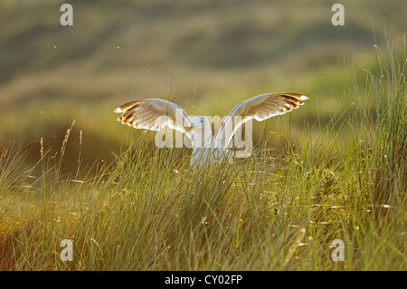 Aringa europea gabbiano (Larus argentatus) in controluce, Texel, Paesi Bassi, Europa Foto Stock