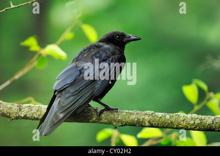 Carrion Crow (Corvus corone corone), Renania settentrionale-Vestfalia Foto Stock